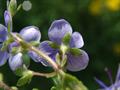 Birds -eye speedwell